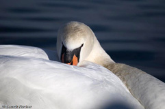 H�ckerschwan - Zum Vergroessern klicken!